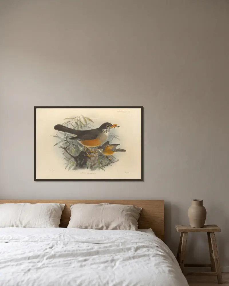 Turdus Libonyanus av Henry Seebohm inramad på en vägg