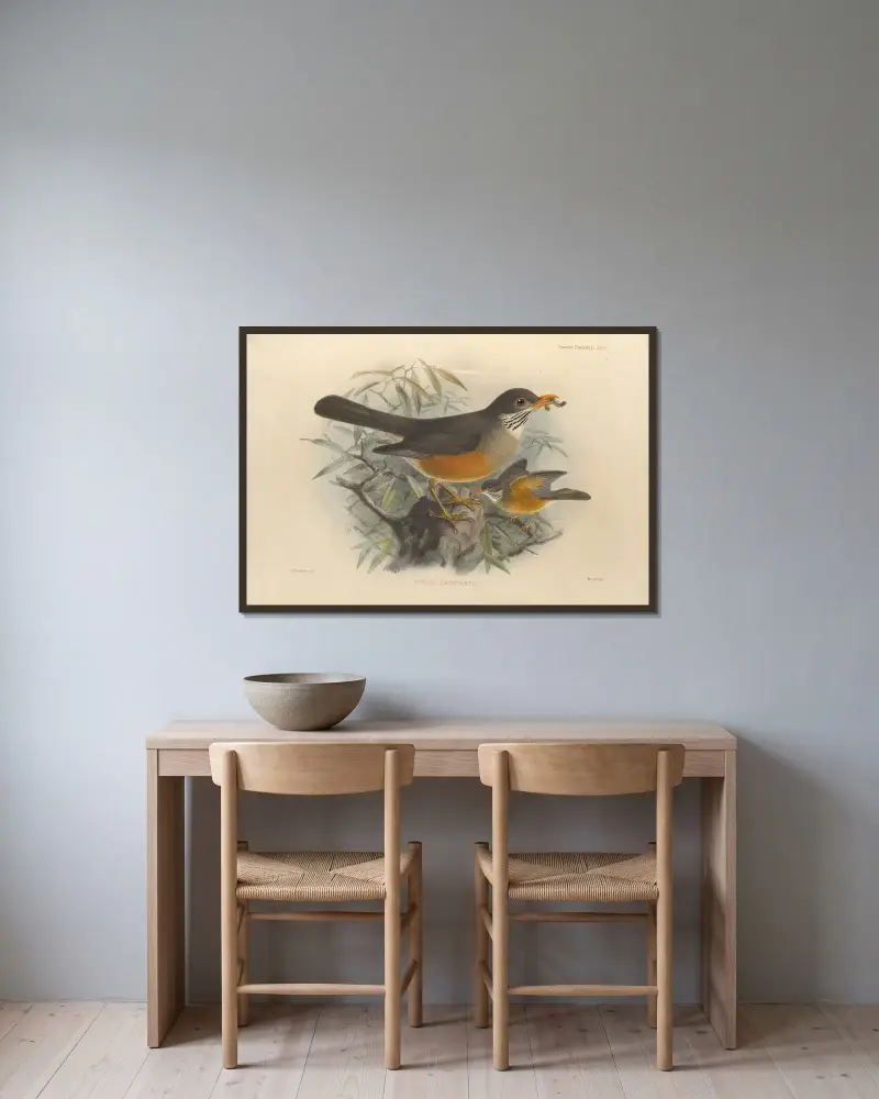 Turdus Libonyanus av Henry Seebohm inramad på en vägg