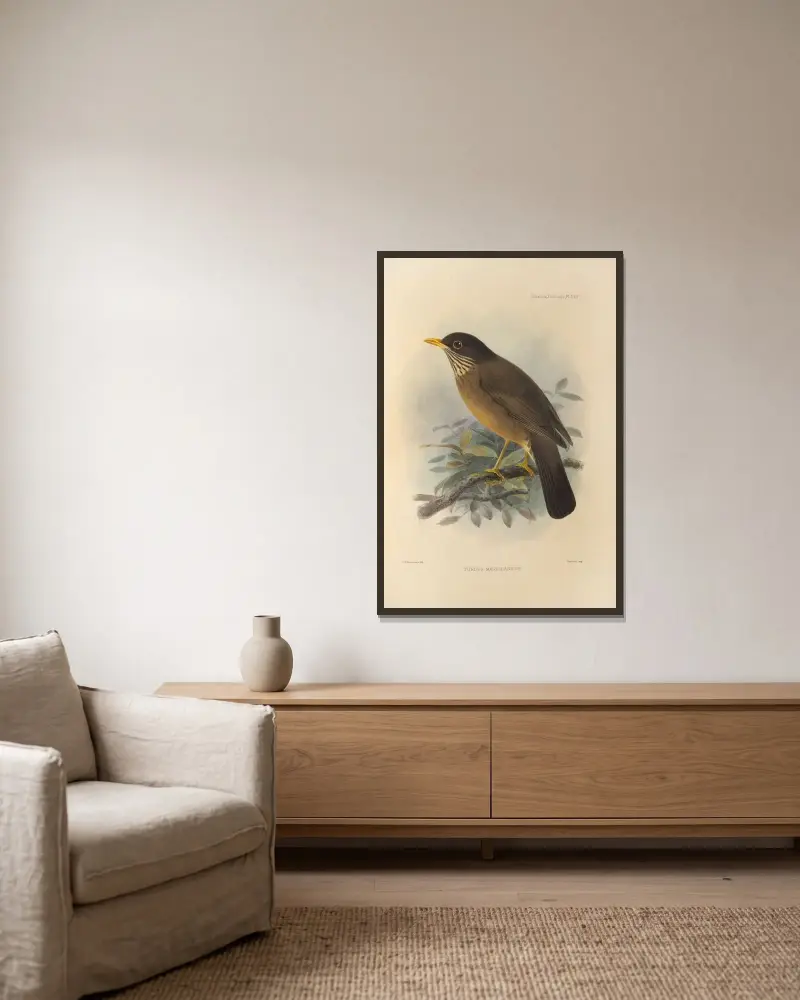 Turdus Magellanicus av Henry Seebohm inramad på en vägg