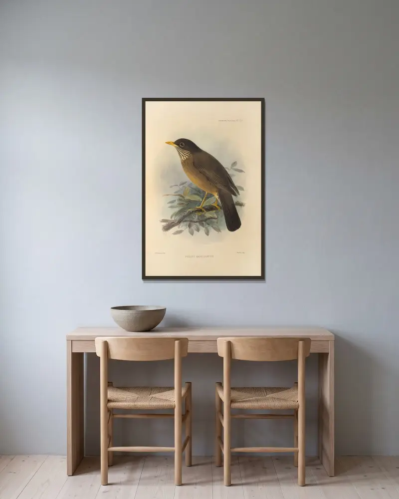 Turdus Magellanicus av Henry Seebohm inramad på en vägg