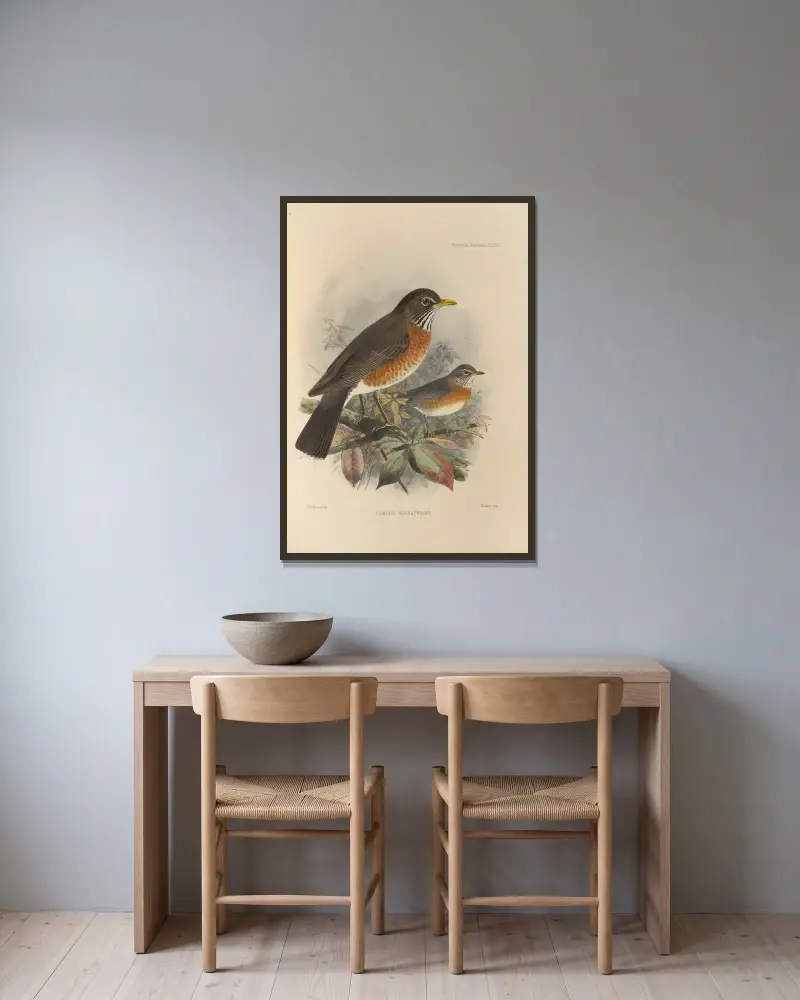 Turdus Migratorius. av Henry Seebohm inramad på en vägg