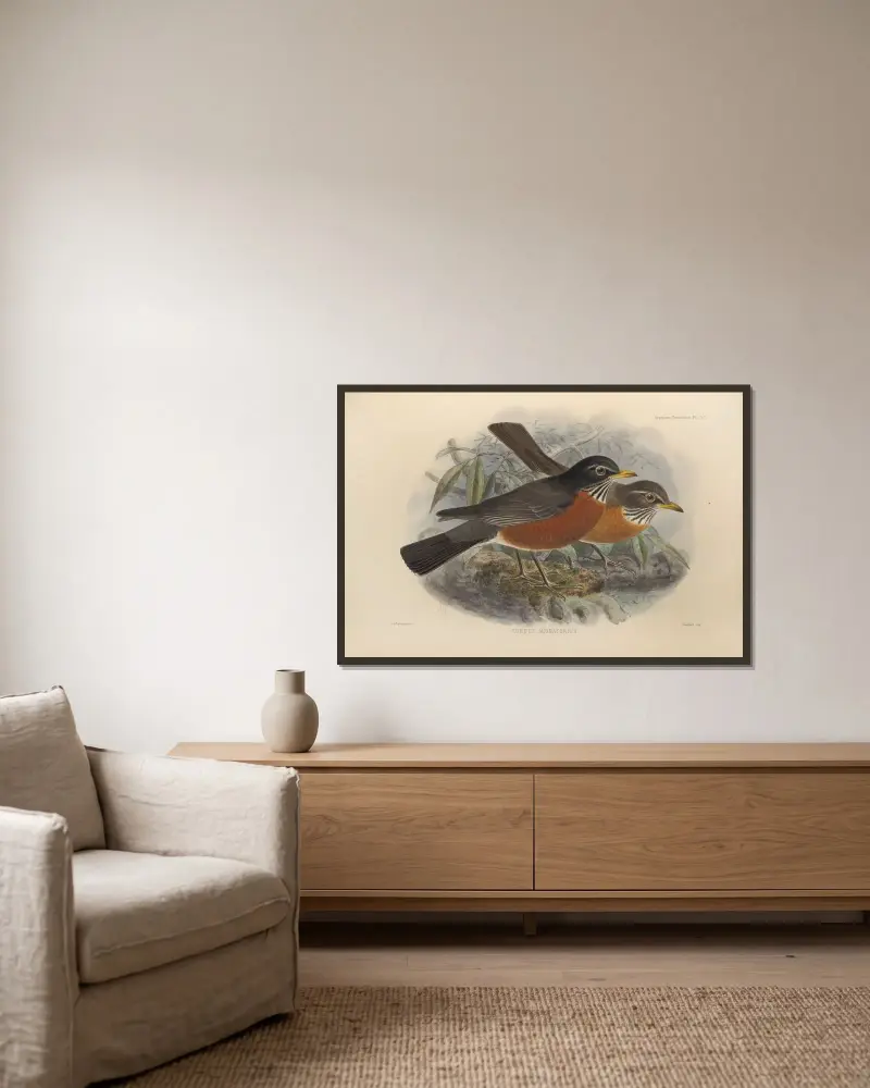 Turdus Migratorius av Henry Seebohm inramad på en vägg