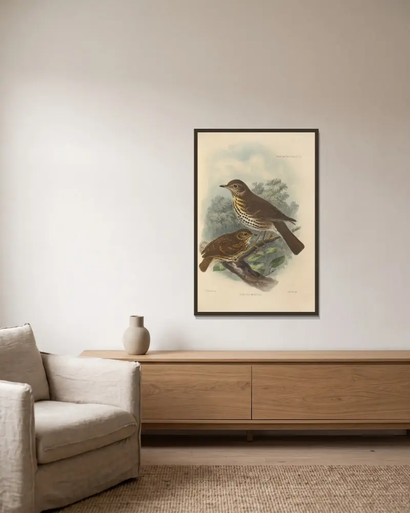 Turdus Musicus av Henry Seebohm inramad på en vägg