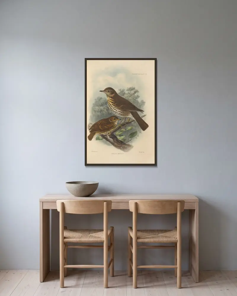 Turdus Musicus av Henry Seebohm inramad på en vägg