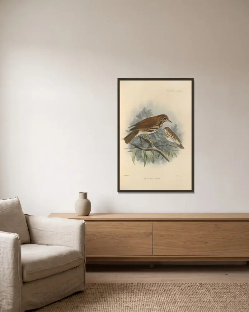 Turdus Mustelinus av Henry Seebohm inramad på en vägg