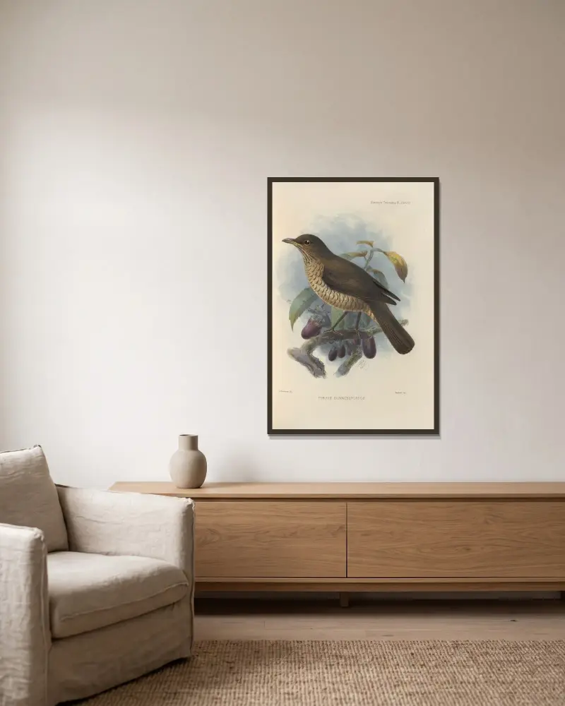 Turdus Olivaceofuscus av Henry Seebohm inramad på en vägg