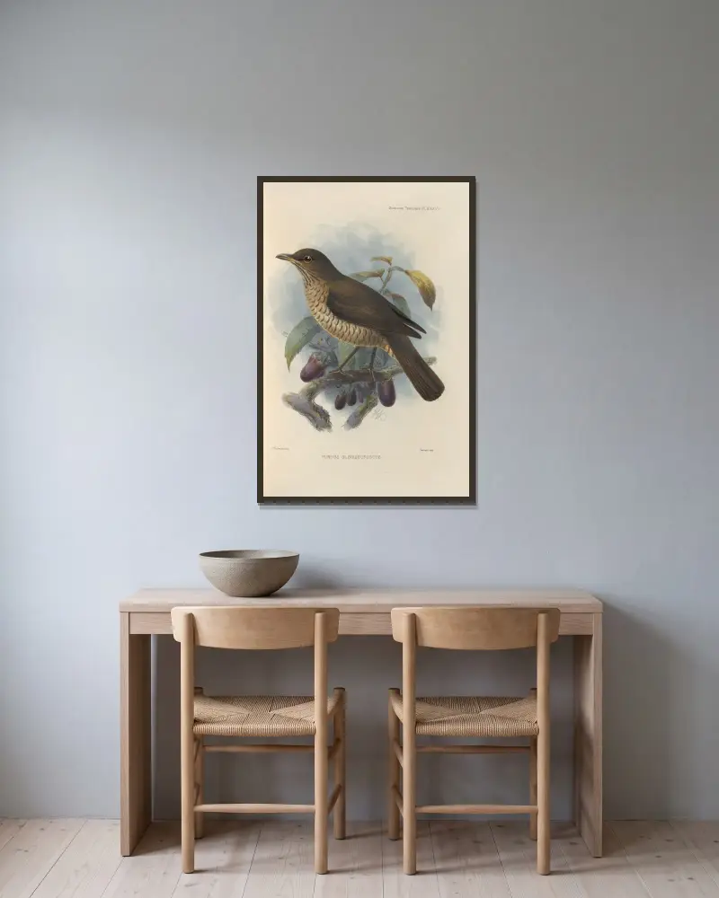 Turdus Olivaceofuscus av Henry Seebohm inramad på en vägg