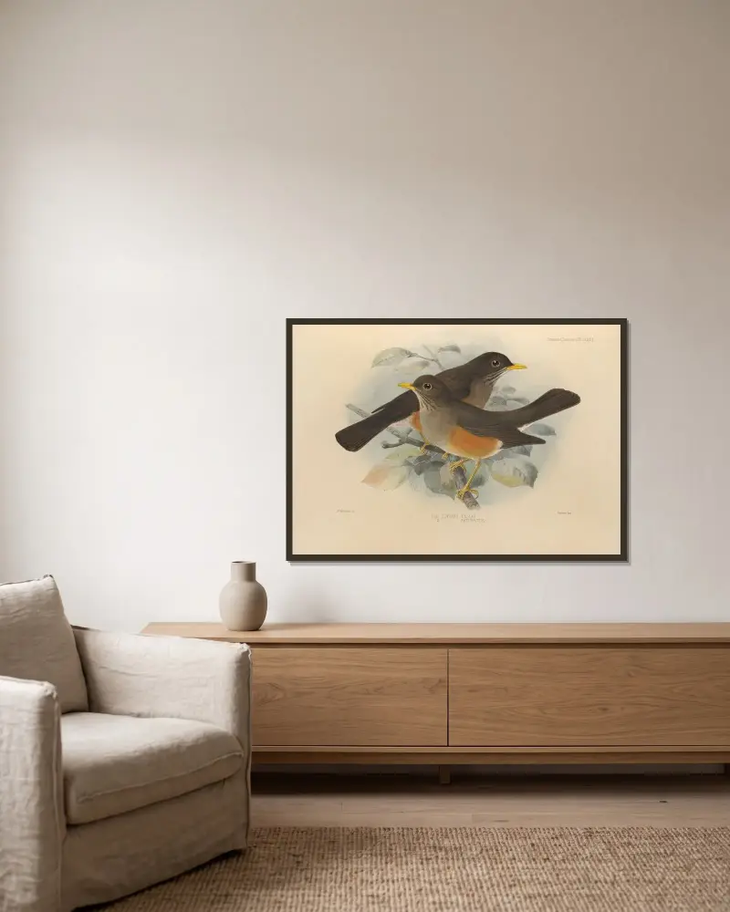 Turdus Pelios, Turdus Saturatus av Henry Seebohm inramad på en vägg