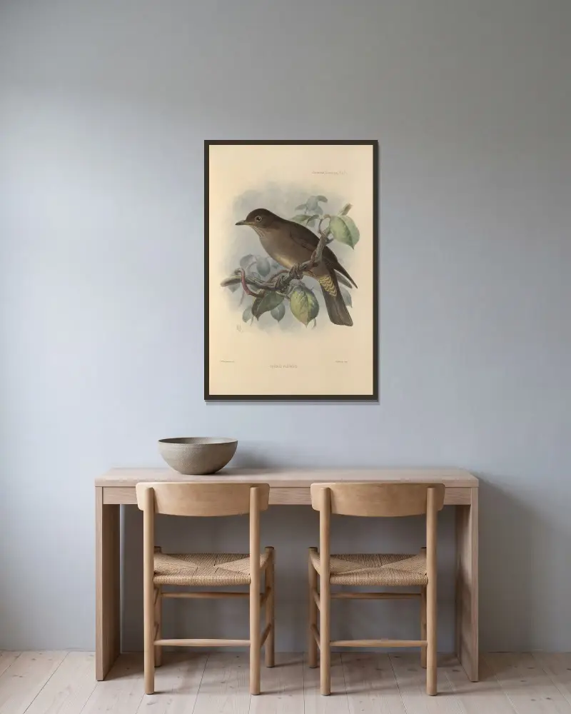 Turdus Plebeius av Henry Seebohm inramad på en vägg
