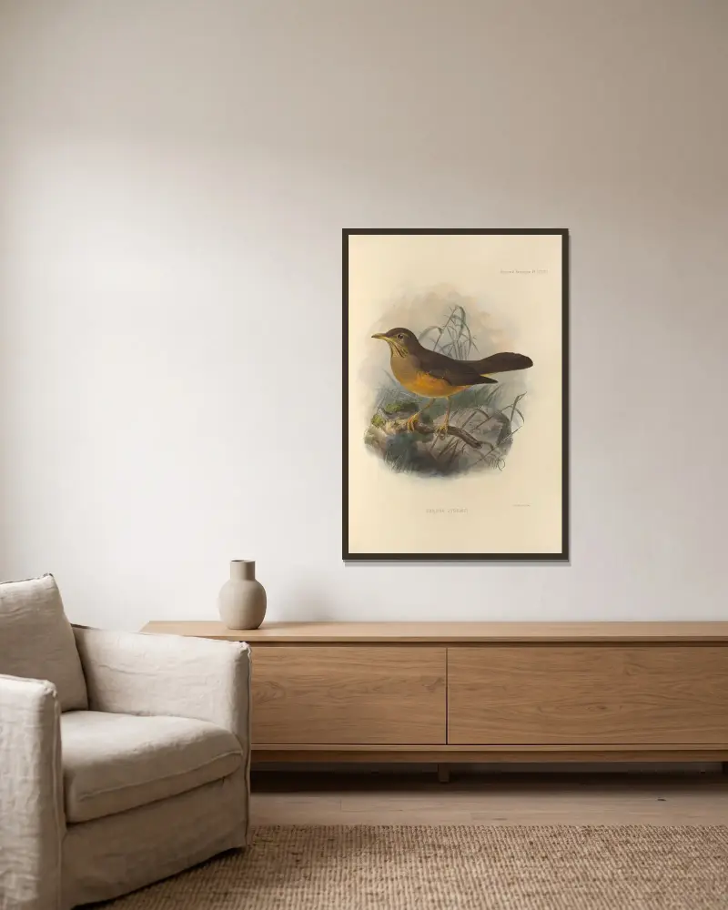 Turdus Stormsi av Henry Seebohm inramad på en vägg