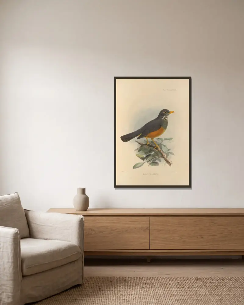 Turdus Tephronotus av Henry Seebohm inramad på en vägg