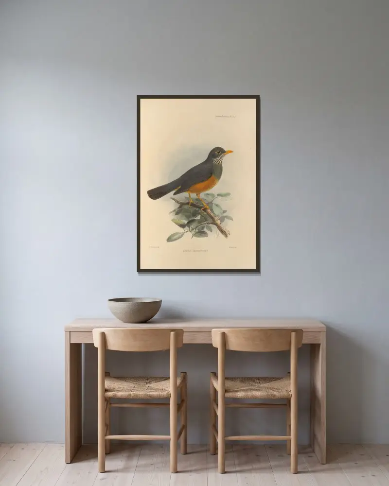 Turdus Tephronotus av Henry Seebohm inramad på en vägg
