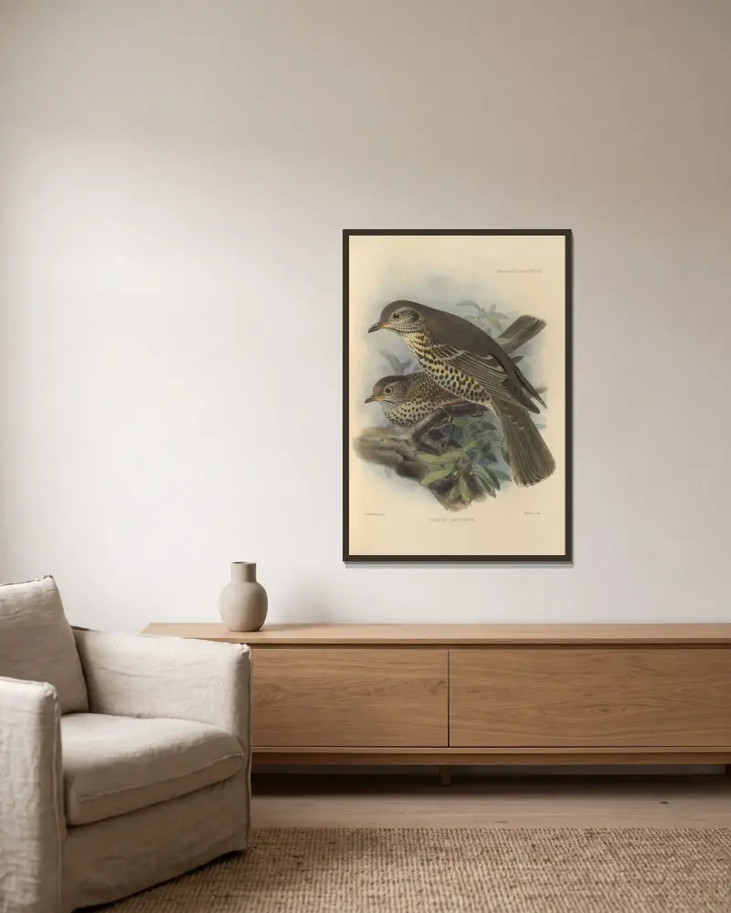 Turdus Viscivorus av Henry Seebohm inramad på en vägg