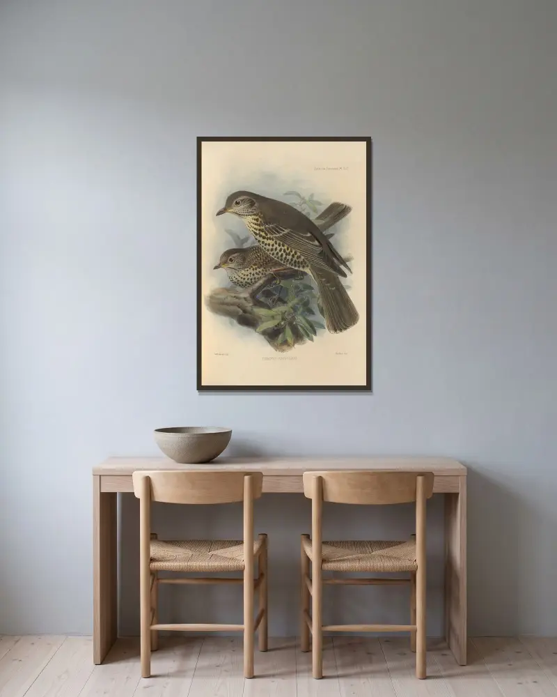 Turdus Viscivorus av Henry Seebohm inramad på en vägg