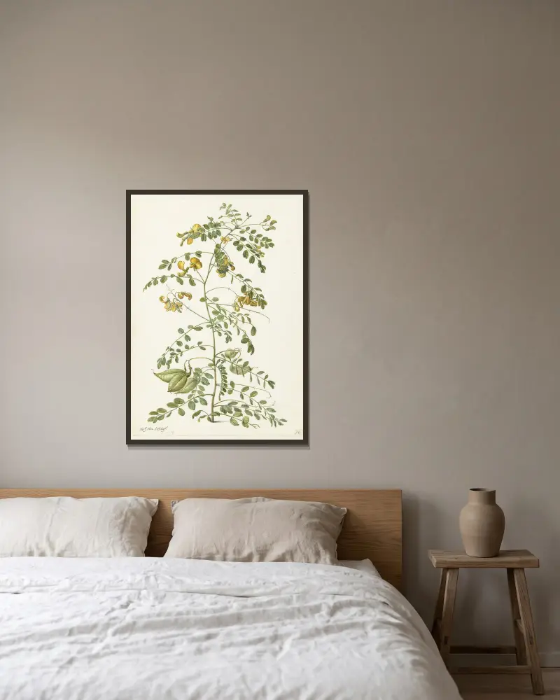 Blasenstrauch (Colutea arborescens) von Herman Saftleven gerahmt an einer Wand