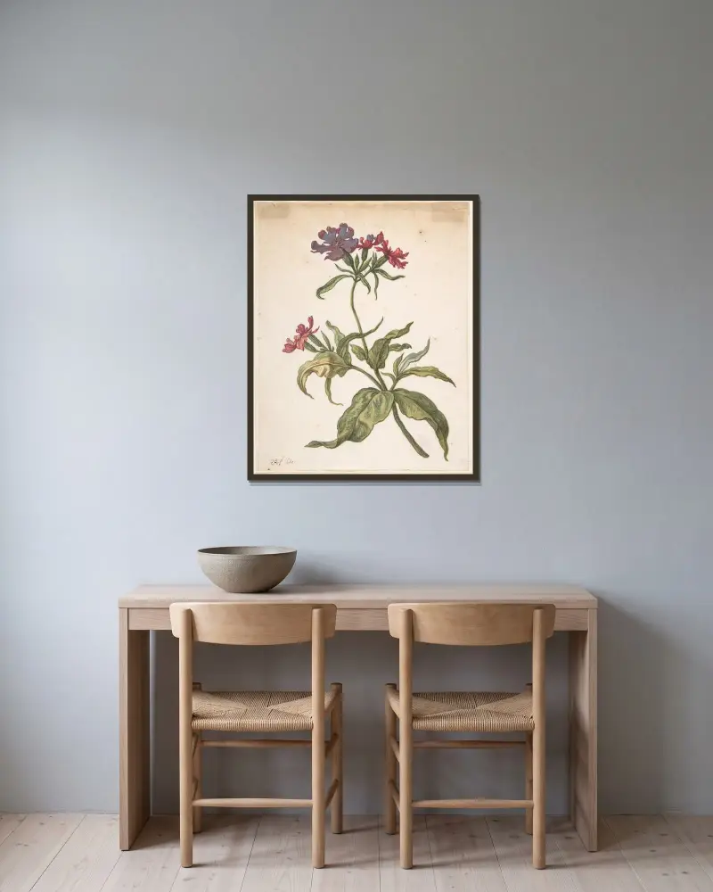 Studie av röd smällglim (Lychnis hirsuta) av Herman Saftleven inramad på en vägg