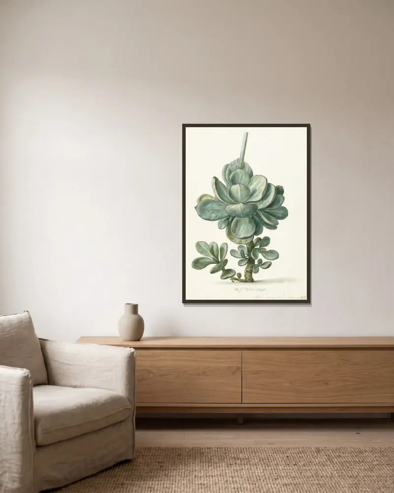 Tučnolist (Cotyledon orbiculata), Herman Saftleven v rámu na stěně