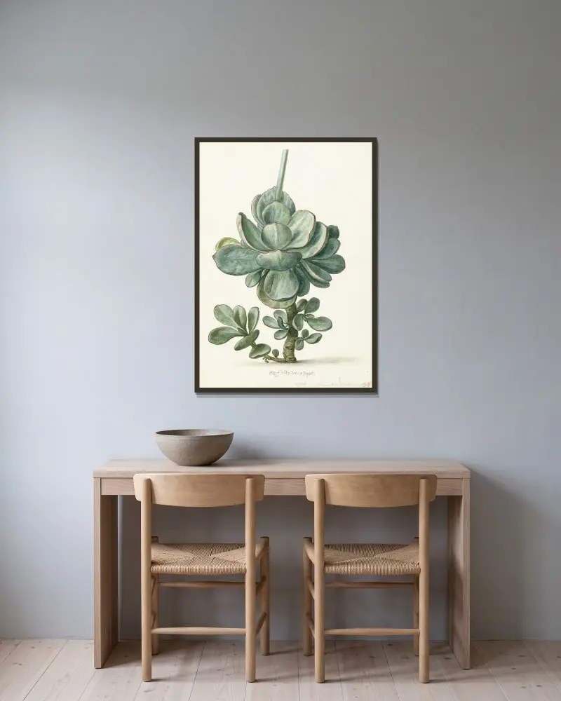 Tučnolist (Cotyledon orbiculata), Herman Saftleven v rámu na stěně