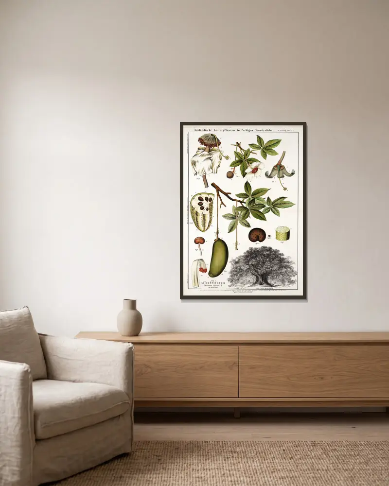 Adansonia digitata ; apebroodboom av Hermann Zippel inramad på en vägg