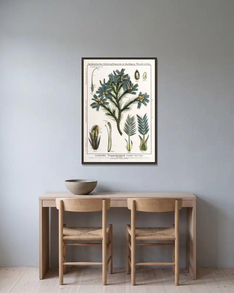 Astragalus creticus ; peul av Hermann Zippel inramad på en vägg
