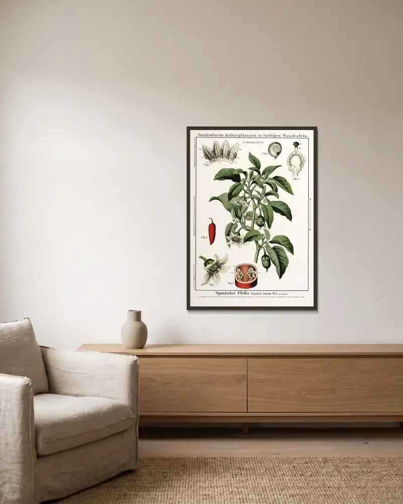 Capsicum longum (cayennepeppar) av Hermann Zippel inramad på en vägg