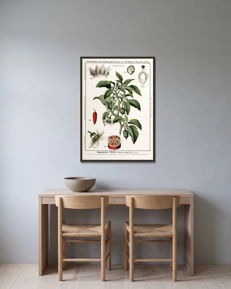 Capsicum longum (cayennepeppar) av Hermann Zippel inramad på en vägg