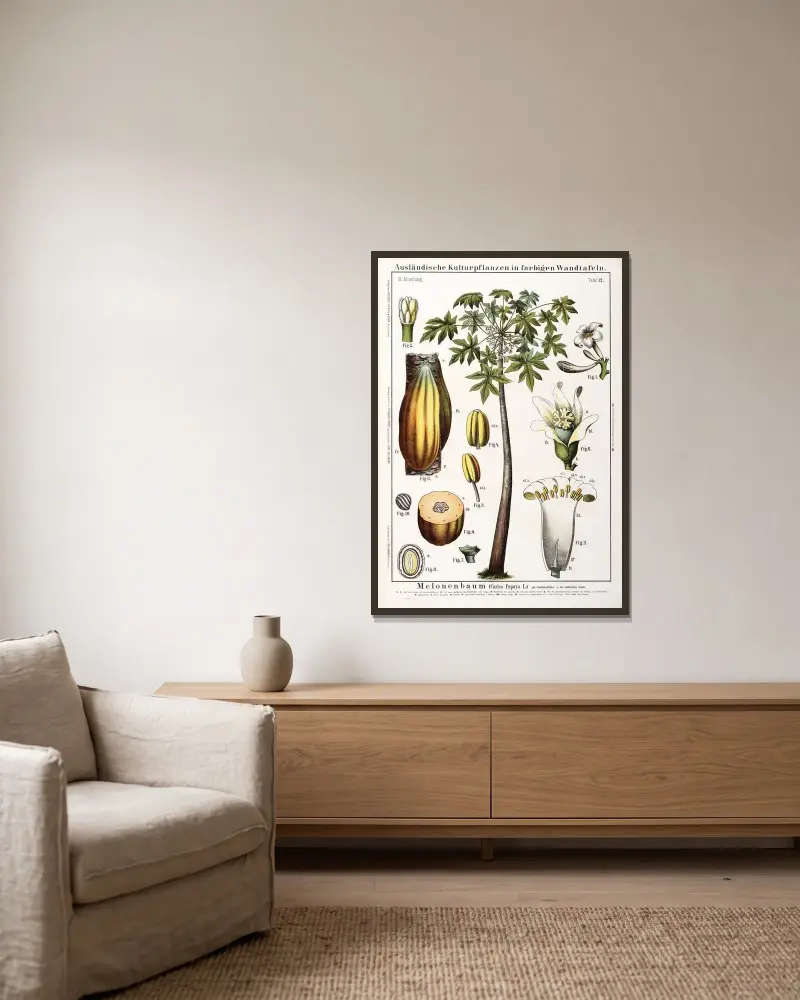 Carica papaya (papaja) av Hermann Zippel inramad på en vägg