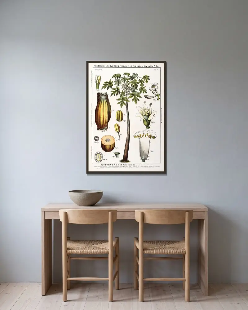 Carica papaya (papaja) av Hermann Zippel inramad på en vägg