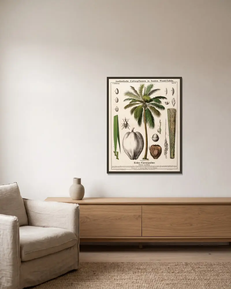 Cocos nucifera ; kokospalm av Hermann Zippel inramad på en vägg