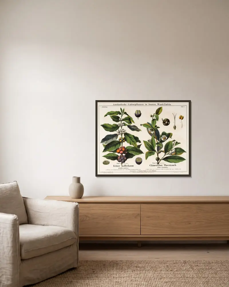 Coffea arabica, Thea chinensis; Arabiskt kaffe, kinesiskt te av Hermann Zippel inramad på en vägg