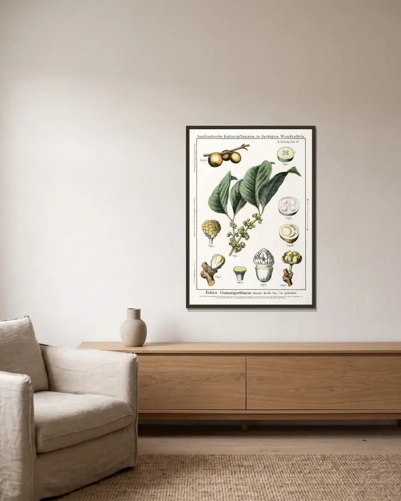Garcinia morella Desv. Var. pedicellata; Gummiguttbaum von Hermann Zippel gerahmt an einer Wand