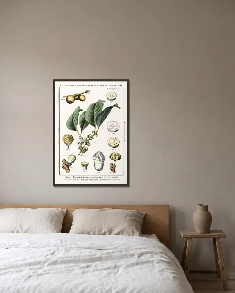 Garcinia morella Desv. Var. pedicellata; Gummiguttbaum von Hermann Zippel gerahmt an einer Wand