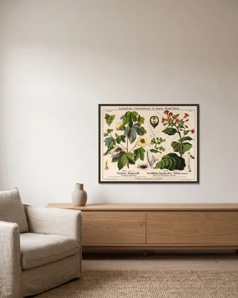 Baumwolle, großer Tabak, Tabakpflanze von Hermann Zippel gerahmt an einer Wand