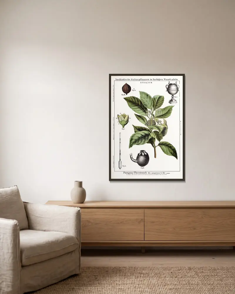 Ilex paraguaiensis (matébuske) av Hermann Zippel inramad på en vägg