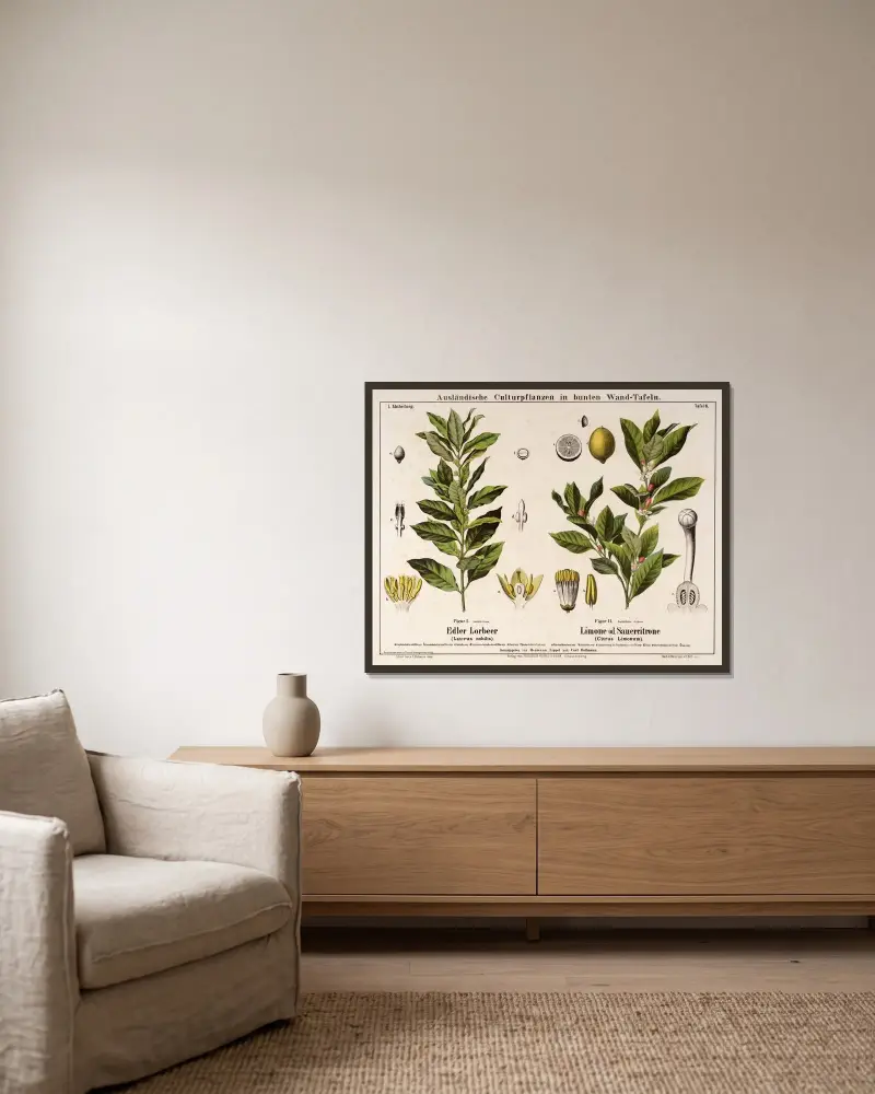 Laurus nobilis, Citrus limonum; Lorbeerbaum, Zitrone von Hermann Zippel gerahmt an einer Wand