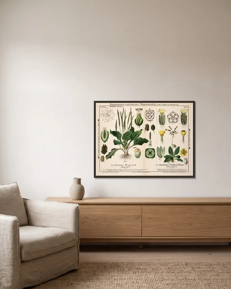 Plantago major, Primula officinalis ; grote weegbree, echte sleutelbloem av Hermann Zippel inramad på en vägg