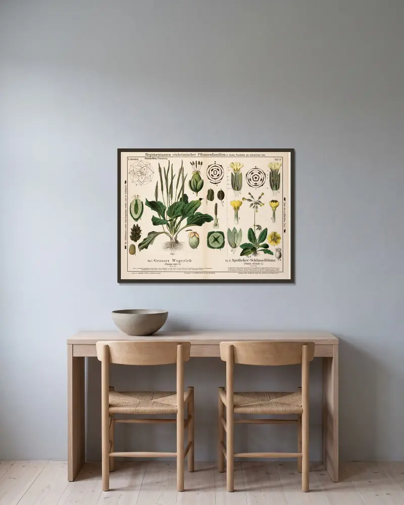 Plantago major, Primula officinalis ; grote weegbree, echte sleutelbloem av Hermann Zippel inramad på en vägg
