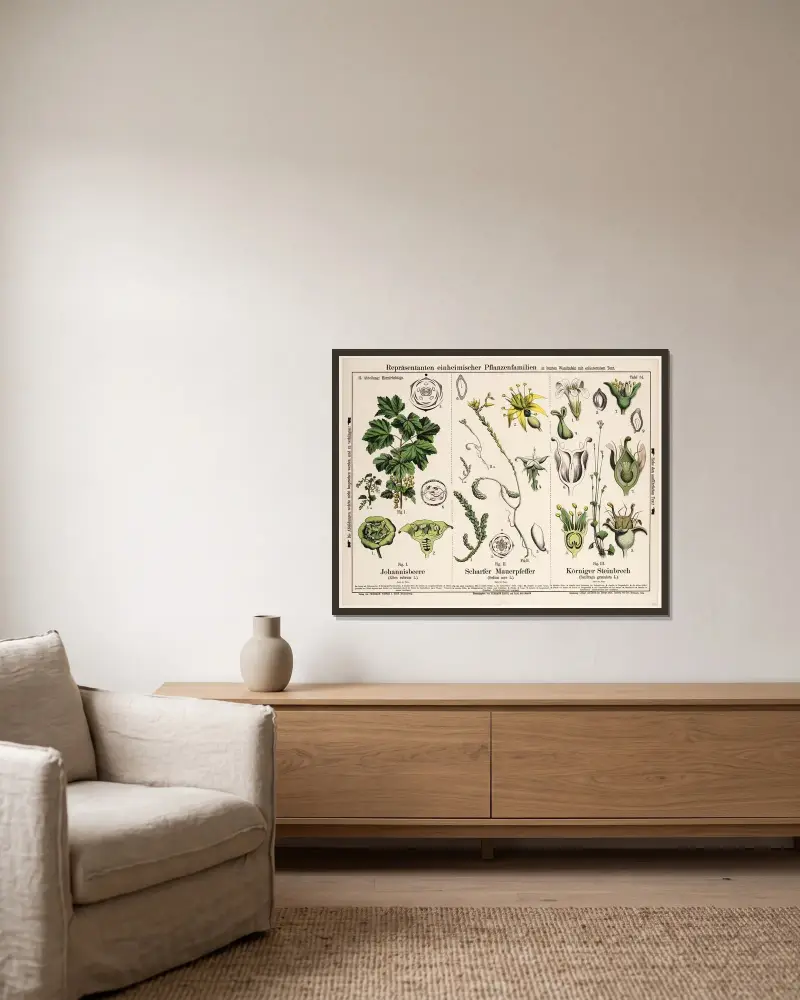 Ribes rubrum, Sedum acre, Saxifraga granulata; röda vinbär, gul fetknopp, knölbräcka av Hermann Zippel inramad på en vägg