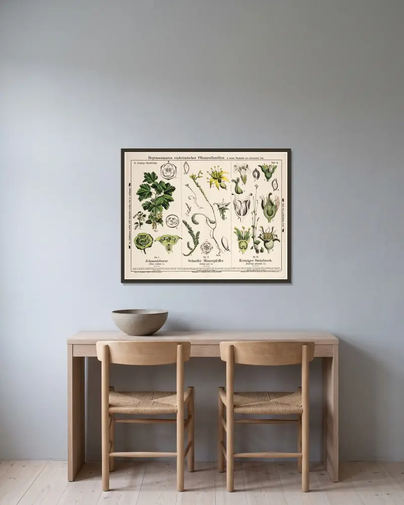 Ribes rubrum, Sedum acre, Saxifraga granulata; röda vinbär, gul fetknopp, knölbräcka av Hermann Zippel inramad på en vägg