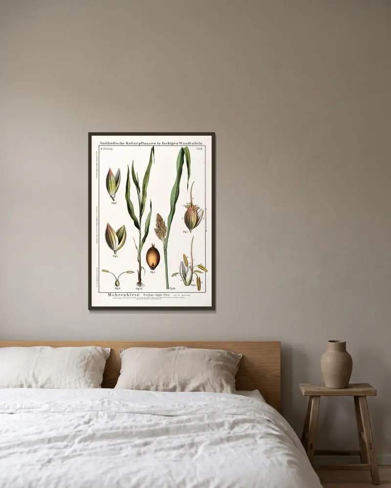 Sorghum (Sorghum vulgare) av Hermann Zippel inramad på en vägg