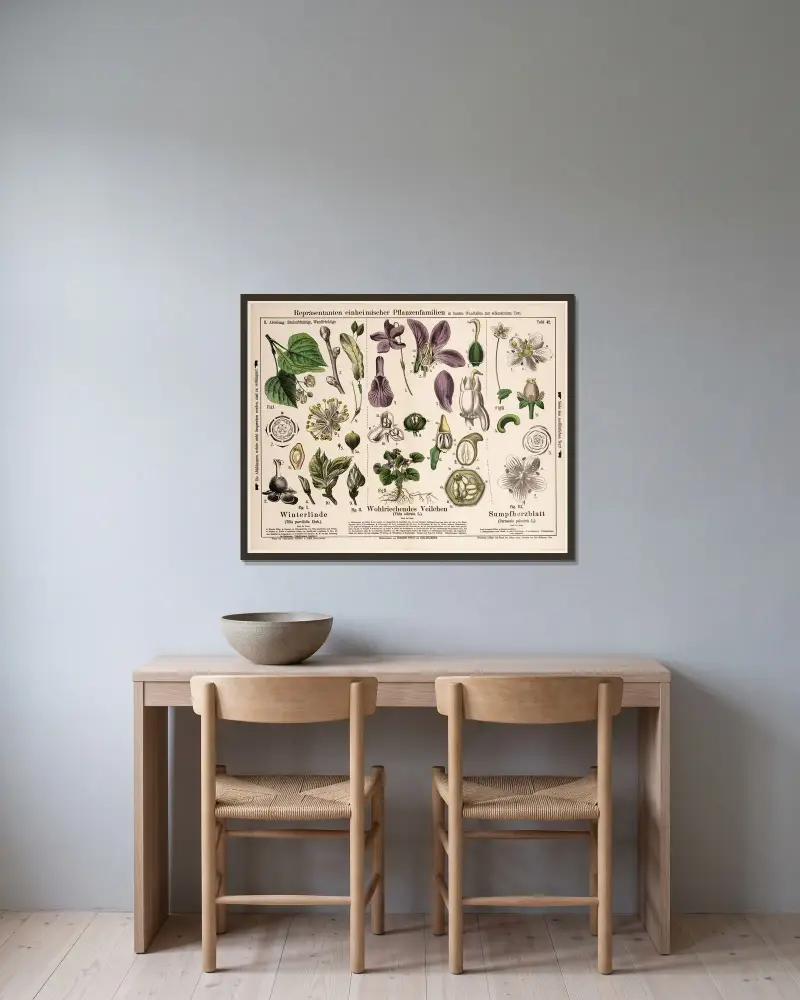 Tilia parvifolia, Viola odorata, Parnassia palustris ; winterlinde, maarts viooltje, parnassia av Hermann Zippel inramad på en vägg