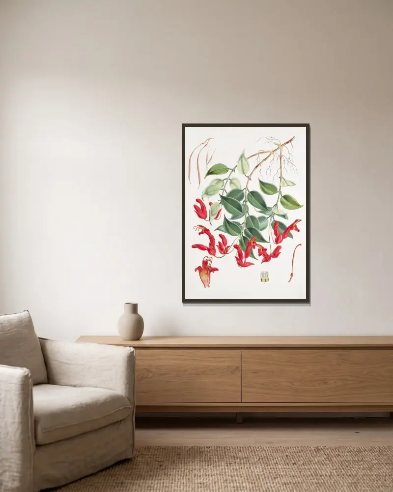 Aeschynanthus Peelii, H.f. & T. av Walter Hood Fitch inramad på en vägg