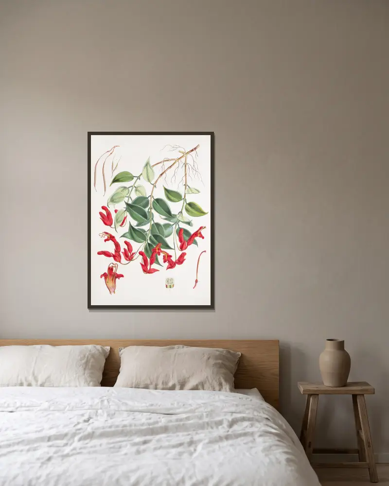 Aeschynanthus Peelii, H.f. & T. av Walter Hood Fitch inramad på en vägg