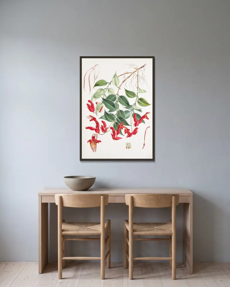 Aeschynanthus Peelii, H.f. & T. av Walter Hood Fitch inramad på en vägg