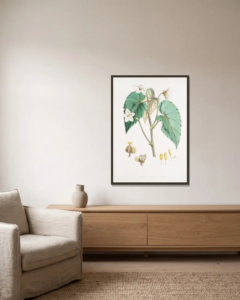 Begonia Cathcartii, H. f. et T. av Walter Hood Fitch inramad på en vägg