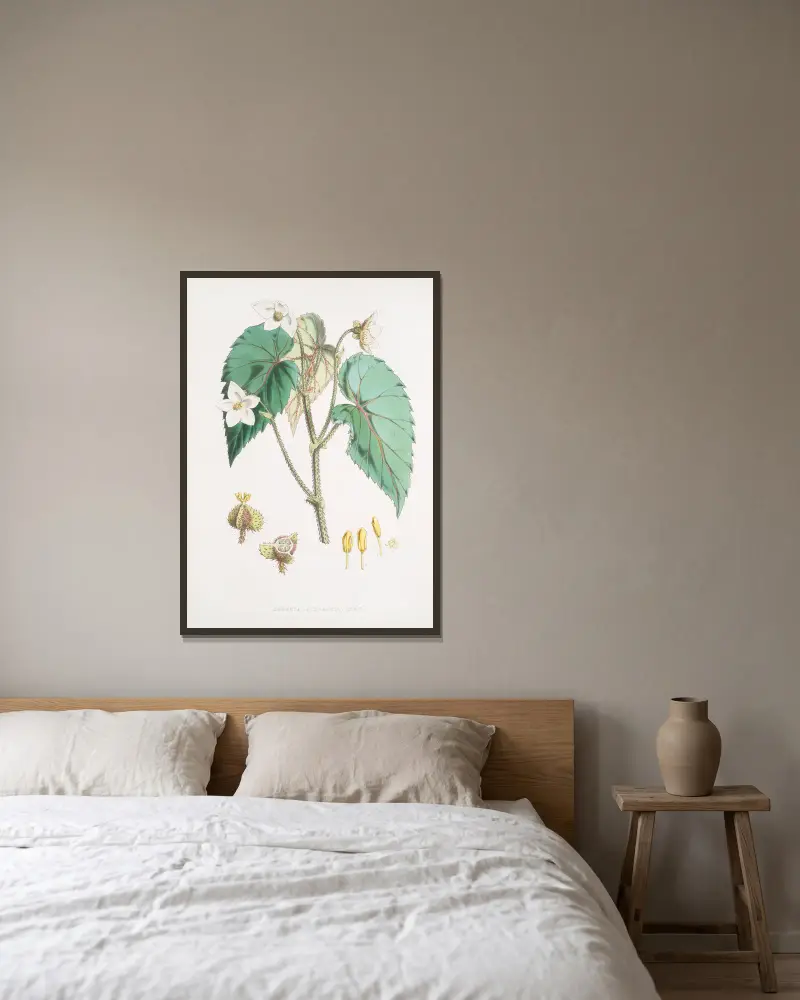 Begonia Cathcartii, H. f. et T. av Walter Hood Fitch inramad på en vägg