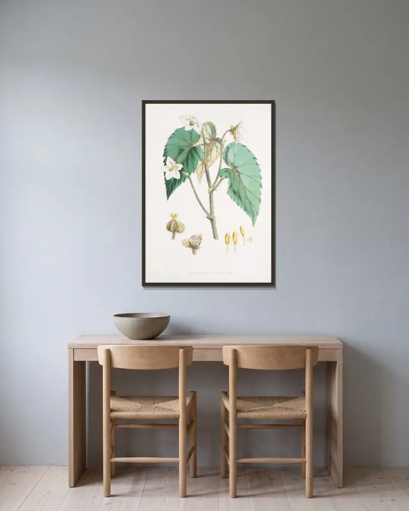 Begonia Cathcartii, H. f. et T. av Walter Hood Fitch inramad på en vägg