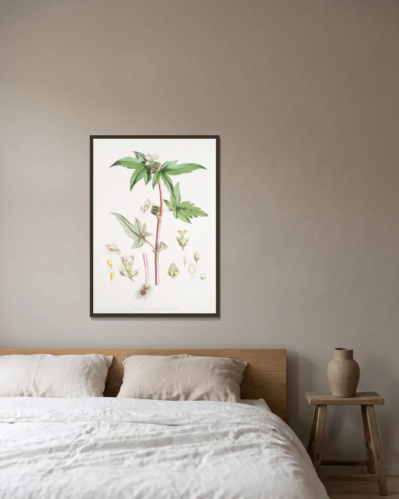 Begonia Gemmipara, H.f. et T. av Walter Hood Fitch inramad på en vägg
