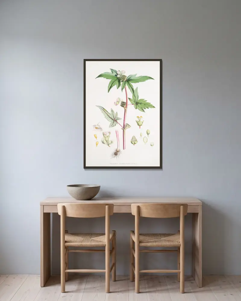 Begonia Gemmipara, H.f. et T. av Walter Hood Fitch inramad på en vägg