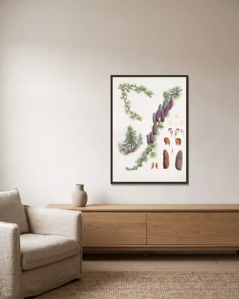 Larix Griffithii, H.f. & T. av Walter Hood Fitch inramad på en vägg